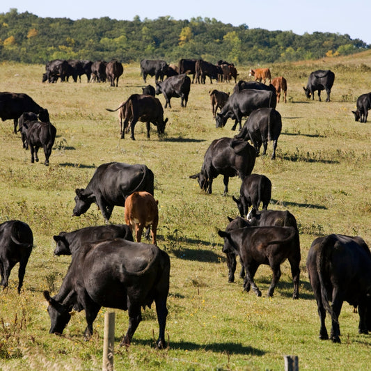 The Legacy Behind 3C Joppa Cattle Company: How Our Wagyu Beef Story Began