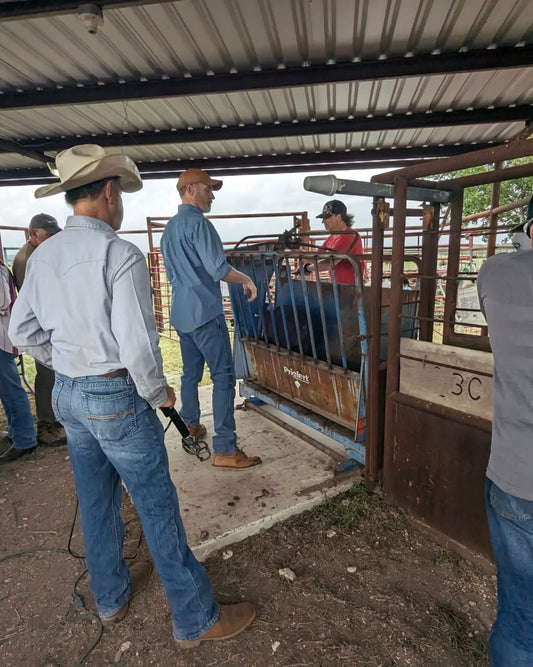 Behind the Beef: The Ethical Side of Cattle Ranching