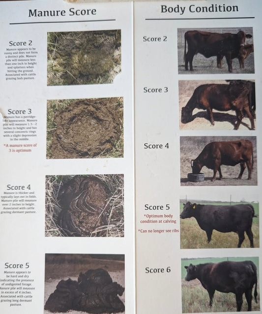 Why Cow Manure Matters (Yes, Seriously)
